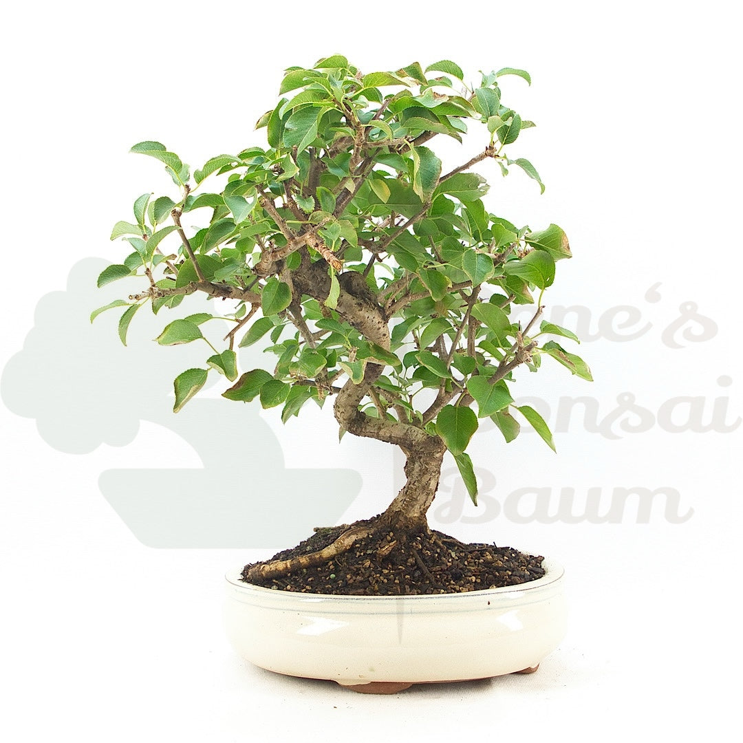 Steinweichsel 'Prunus mahaleb'